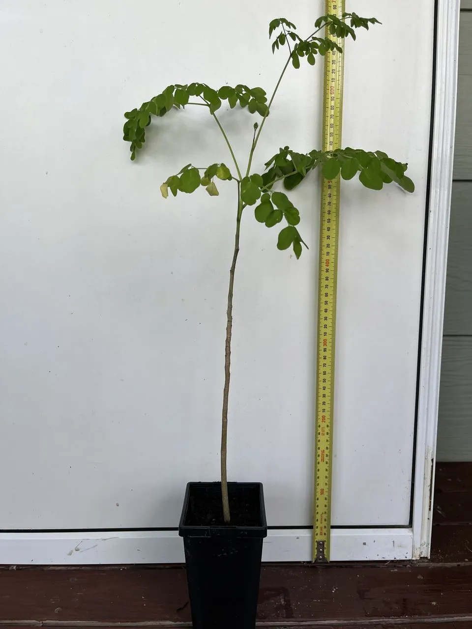 Moringa Oleifera Plant - Image 2
