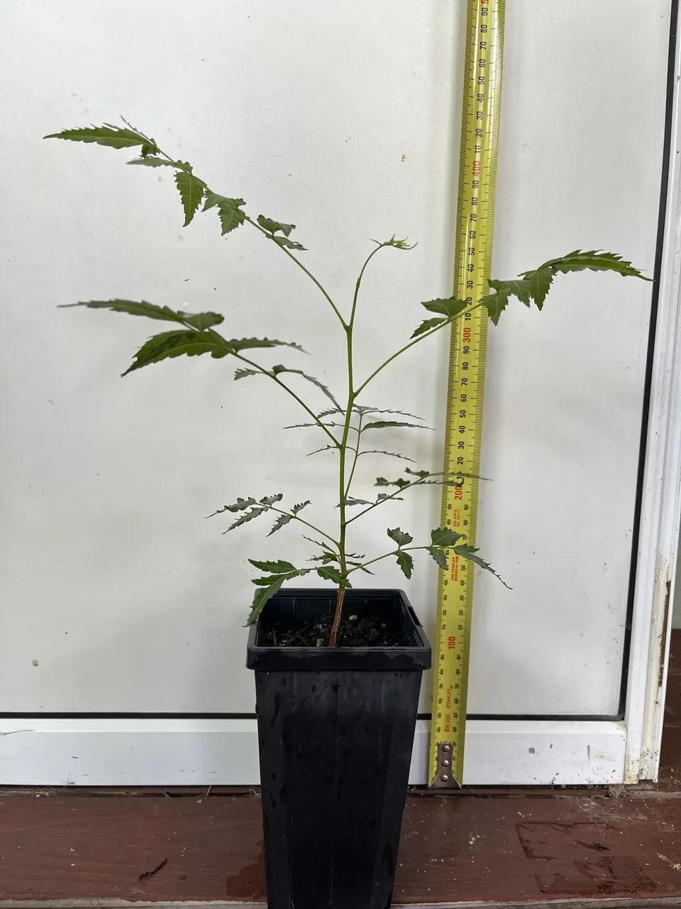 Neem Tree - Image 2