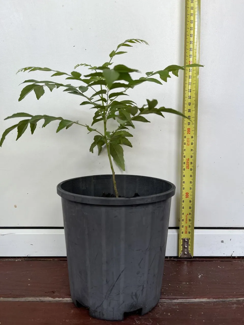 Curry Leaf Tree - Image 2