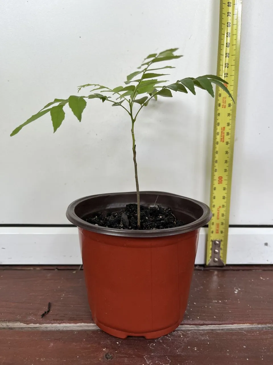 Curry Leaf Tree - Image 3