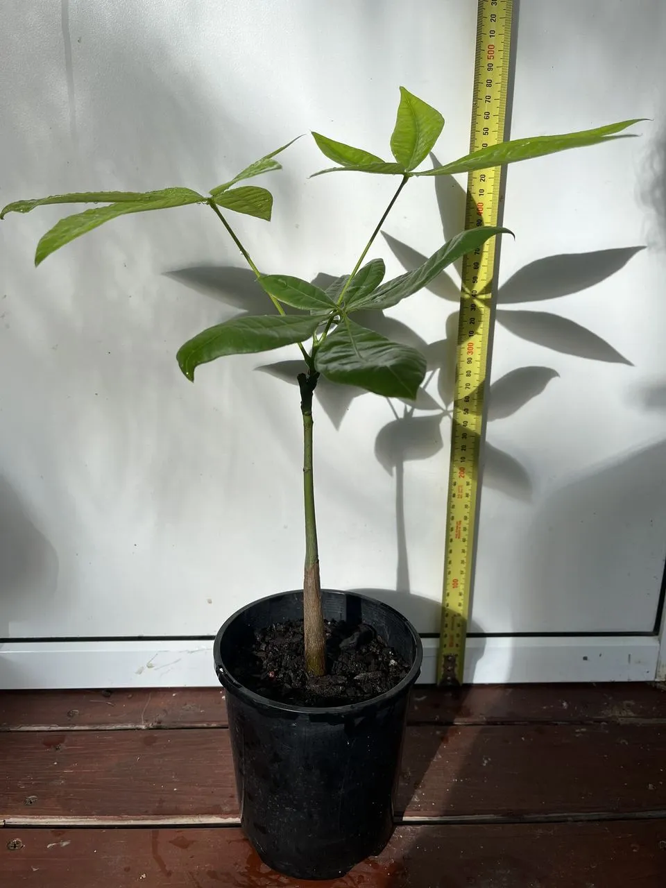 Saba Nut Tree - Image 2